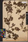 Foto von Salix aurita L. x Salix myrtilloides L.